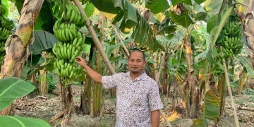 केरा खेतीले चन्द्र बदलिए, गाउँ पनि बदलियो